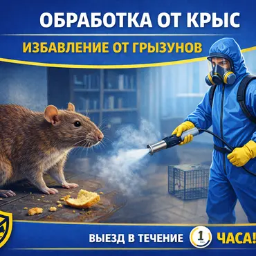 Уничтожение крыс: как защитить объект от опасных грызунов